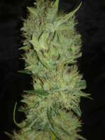 Imagen de Kuolema (White Label Jack Herer)