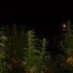 Imagen de csimbok (White Widow)