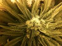 Imagen de IsoGrower (White Widow)