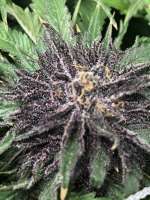 Imagen de TEGGERS (Sky Kush)