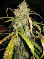 Imagen de someguy15 (Afgan Kush)