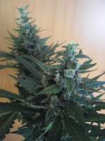 Imagen de Krautomatoe (Afgan Kush)