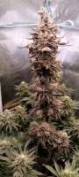 Imagen de Snipp (Afgan Kush x Black Domina)