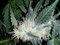 Imagen de SirNovak (Afgan Kush x Skunk)