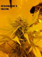 Imagen de admin (Afgan Kush x Skunk)