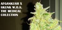 Imagen de admin (Afgan Kush x Skunk)