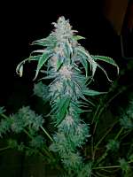 Imagen de dimixxon (Afghan Kush Early Harvest)