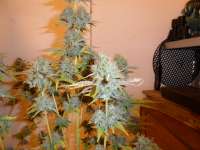 Imagen de pippypops (Mazar x Great White Shark)