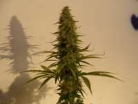 Imagen de pippypops (Mazar x Great White Shark)