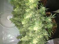 Imagen de AOkay (Northen Light x Bigbud)