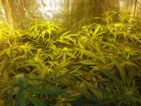 Imagen de FarmerWhiskers (Jack the Ripper Autoflowering)