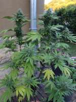 Imagen de hemp47 (Girl Scout Cookies)