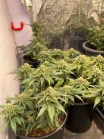 Imagen de Growersforlife (Girl Scout Cookies)