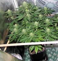 Imagen de hemp47 (Sour Diesel)