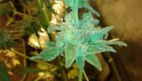 Imagen de wasgedn (Sour Diesel)