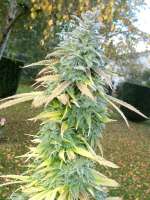 Imagen de hemp47 (Super Silver Haze)