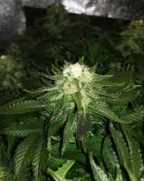 Imagen de Majestic (White Widow)