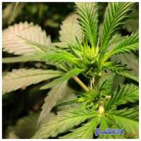 Imagen de elVato (Diesel Haze)